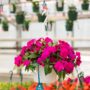 New Guinea Impatiens – Super Sonic Lilac – 10″ Hanging Basket